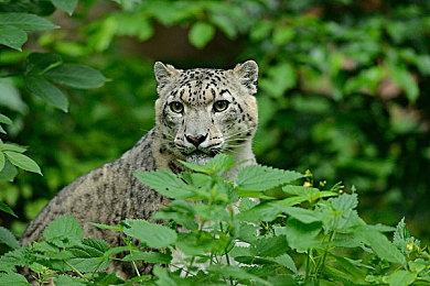 工画堂公布两款新作 《发明工坊 Legacy》与《发明工坊 Restore》